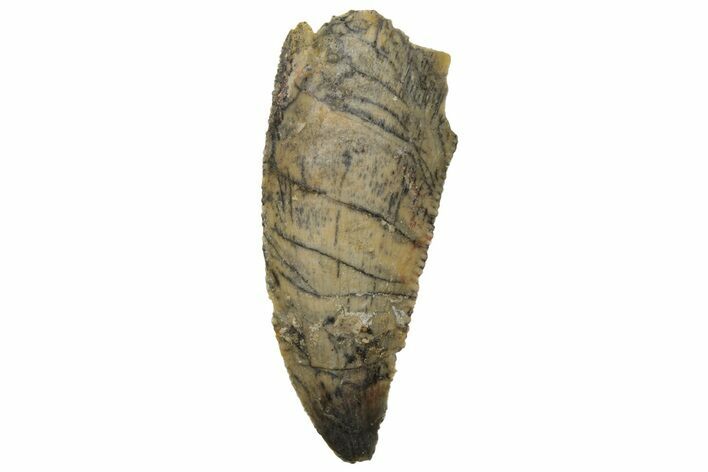 Serrated, Raptor Tooth - Real Dinosaur Tooth #233051